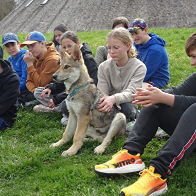 Walks with wolfdogs