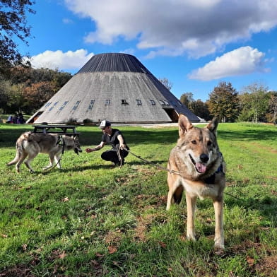 Walks with wolfdogs